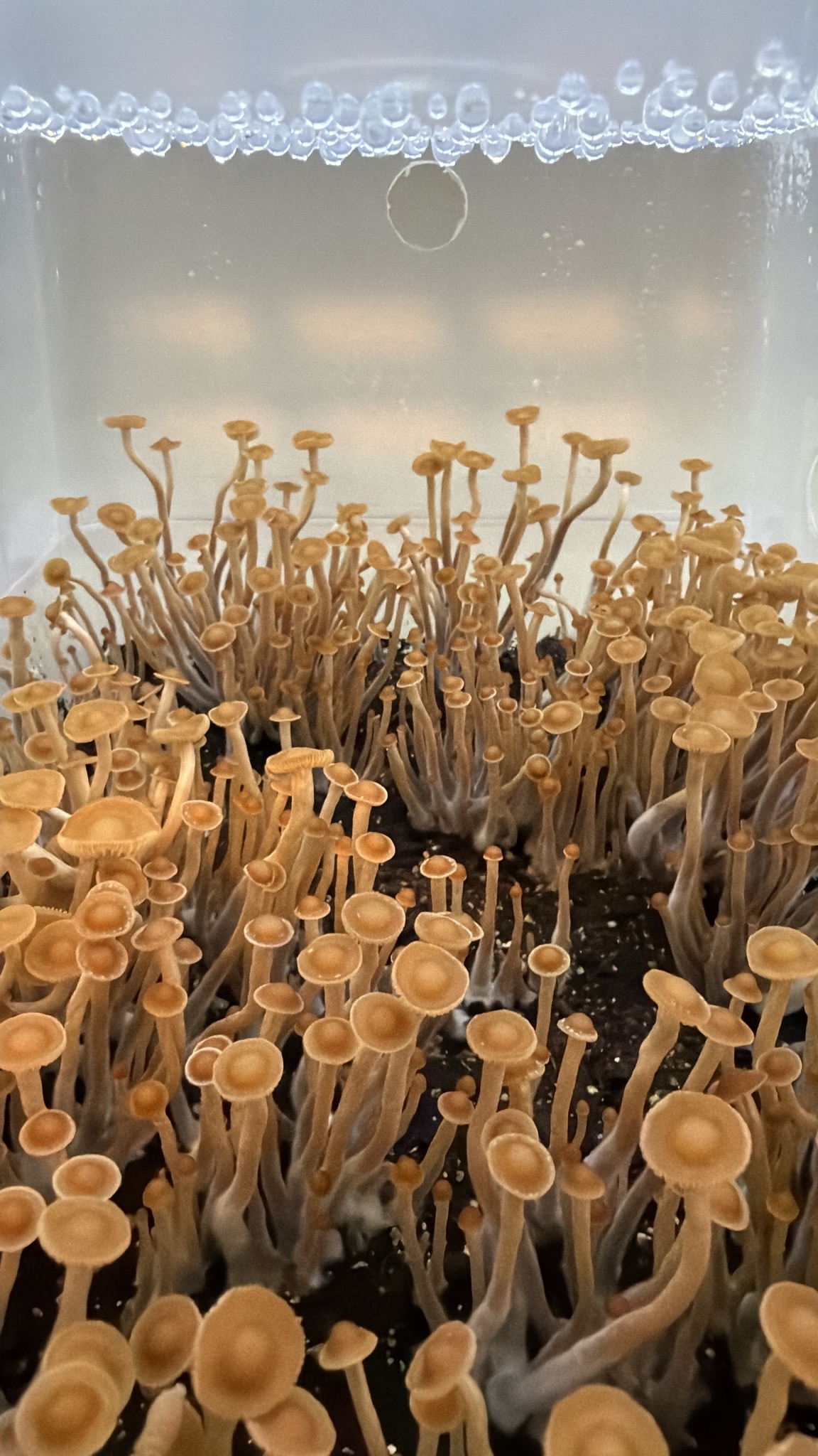 Psilocybe Subtropicalis "Semperviva" F-2