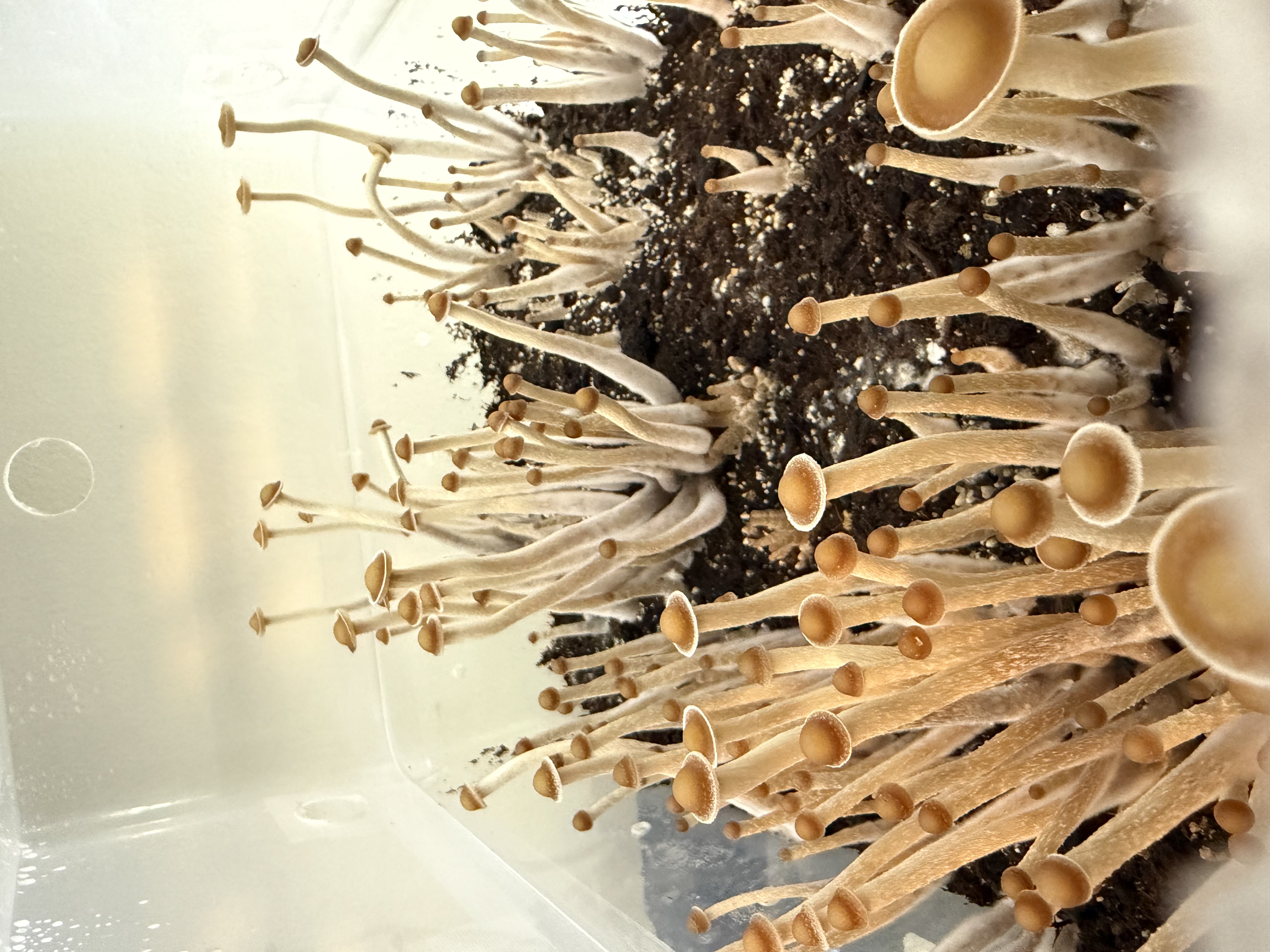 Psilocybe Subtropicalis “Coyopolan” F-2