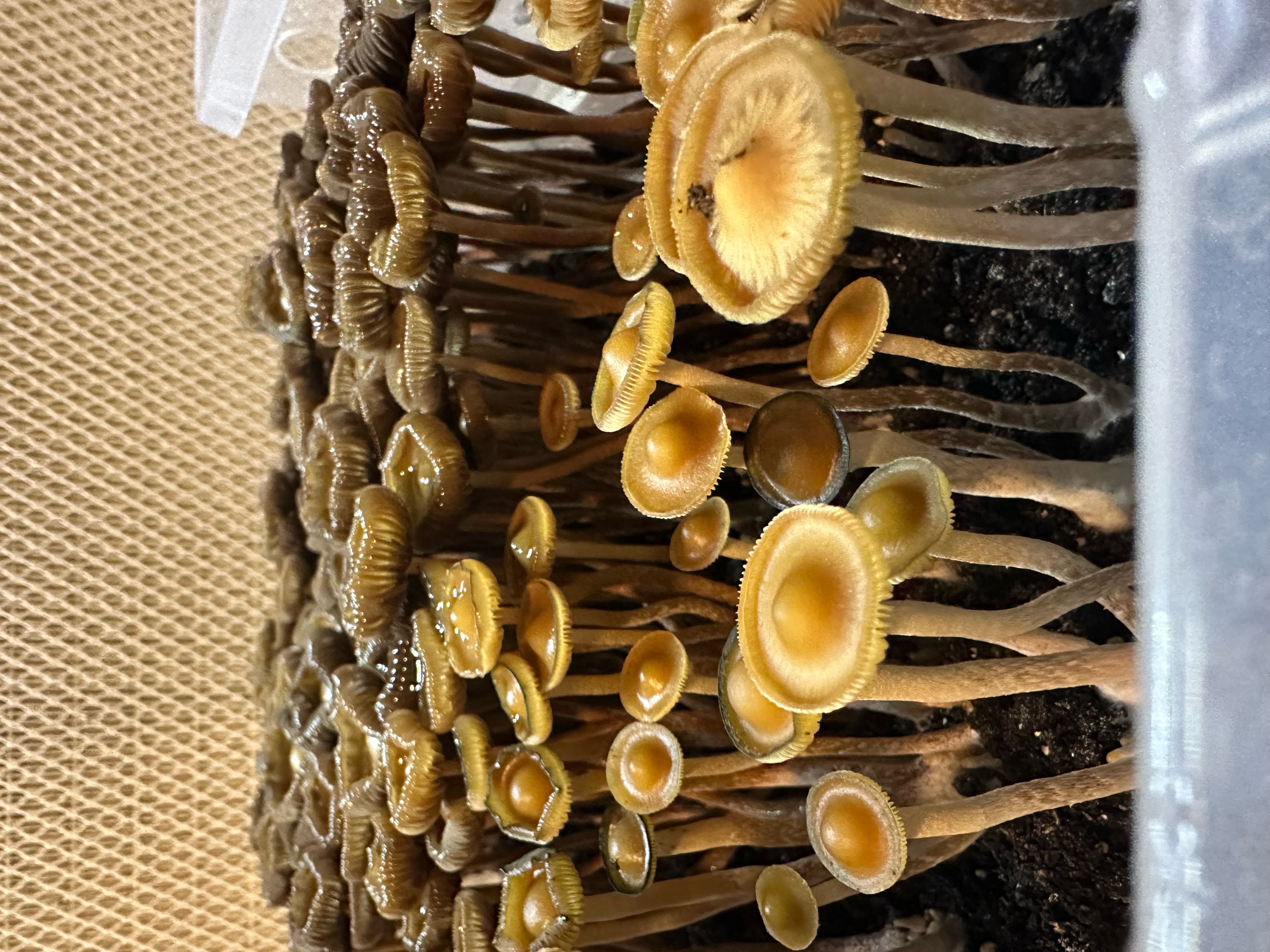 Psilocybe Subtropicalis "HVC" F-2